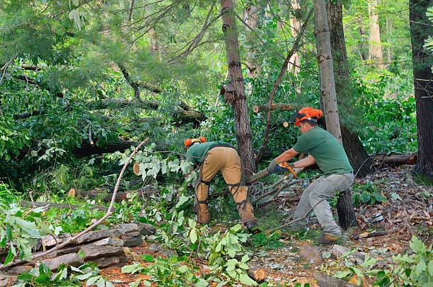 Best Tree Health Inspection  in Winlock, WA